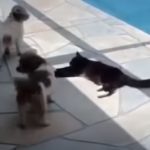 When Dog annoys a bored cat