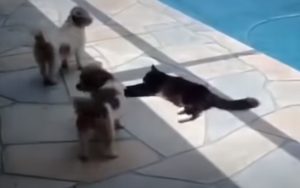 cat. pushes, dog, pull, pushes, cat, pool, chris, cohen, argument, translation, funny, holiday, french, security,