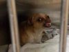 Before, After, Chihuahua ,Animal Breed,Dogs, Rescue Dog, Dog Domesticated Animal), Animals, sunshine the chihuahua, Peace Love and doggie paws, Peace Love,