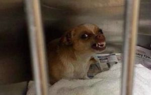 Before, After, Chihuahua ,Animal Breed,Dogs, Rescue Dog, Dog Domesticated Animal), Animals, sunshine the chihuahua, Peace Love and doggie paws, Peace Love,