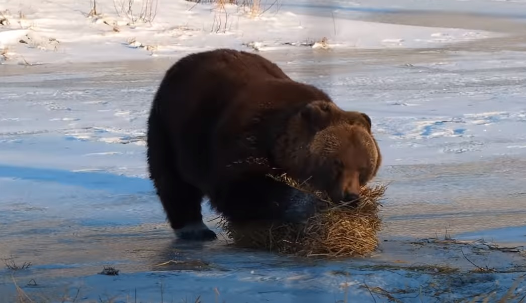 bear, playing, hay, grizzly, funny, alaska, funny bear, brown bear, bear movie, fuuny animal video, viral bear
