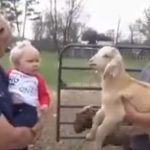 Mom Shows Her Toddler A Goat for the first time
