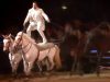 horse, amazing, wow, omg, talent, skills, man, brave,