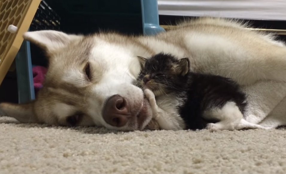 Siberian husky, Husky, Cat, Kitten, Surrogate, Foster, Puppy, Dog, Mother, Tarzan,