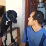His Owner show Strictness The Dog ask for forgiveness