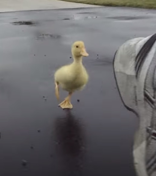 Duck, funny, running duck, rain, Charley, run,morning ritual, funny animals, funny duckling, cute animals, adorable animals, bird, domestic animals,