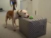 wallace, pit, bull, pitbull, birthday, dog, celebrate, frisbee,