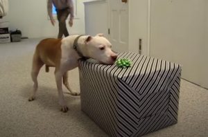 wallace, pit, bull, pitbull, birthday, dog, celebrate, frisbee,