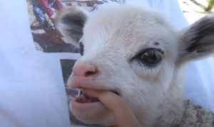Scottsdale, baby geep, half goat half sheep, vpcseen, arizona, have you seen, usatyoutube, KPNX, viral, water cooler, offbeat, GEEP,viral,video,animals video,viral animals,viral pets,best of,cutest,priceless,amazing,hybrid creatures