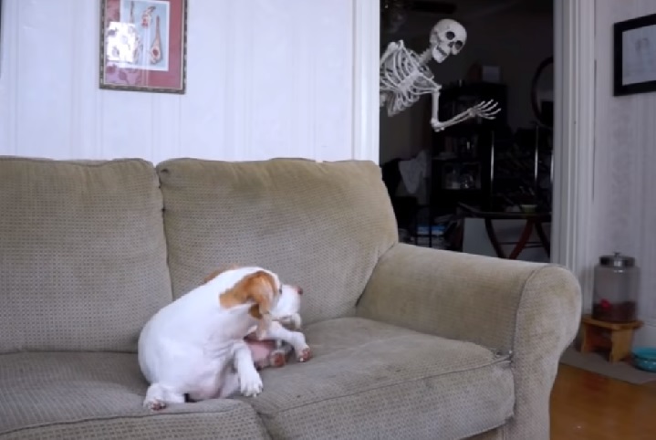 maymo, beagle, dog, dogs, funny dogs, funny dog, funny, skeleton, prank, halloween, halloween prank, dog vs skeleton, dog scared, dog terrified, cute dog,viral video,amazingpandph video,best of,coolest prank,viral post,viral stuff,most viewed,most watched,most shared