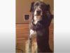 Cat, Dog, Animal, Humor, Cute, Kitty, Puppy, Love, amazing,