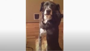 Cat, Dog, Animal, Humor, Cute, Kitty, Puppy, Love, amazing,