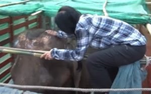 elephant, nature, park, chiangmai, thailand, rescue, animal, love, peace, freedom, cry, sanctuary,