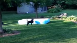 Kyoot, AFV, AFV Animals, animals, fun, funny, pets, pet, funniest video, animals video, pets video,