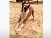 dogs, pets, puppies, puppy, cute, amazing, dog tasting lime, dog taste, funniest dog, funniest animals,