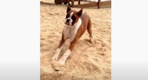 dogs, pets, puppies, puppy, cute, amazing, dog tasting lime, dog taste, funniest dog, funniest animals,