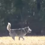 Lonely Husky Was Chained His Entire Life