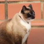 This Cat Frequently Disappears