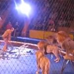 This Lion Was Fed Up Of Being Poked By The Trainer. How He Reacts Left Me Shocked, OMG!