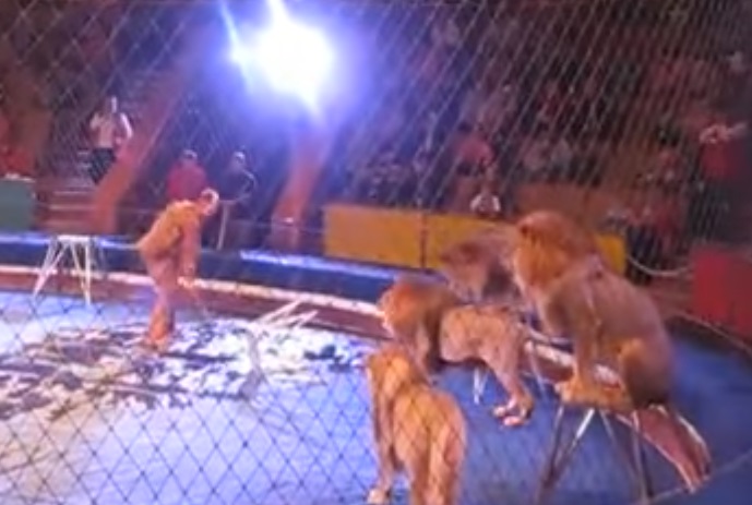 incredible, interview, accident, lion, circus, trainers, lion attack, animals, touching, attack, animal attack, touching video, touchingstorie,
