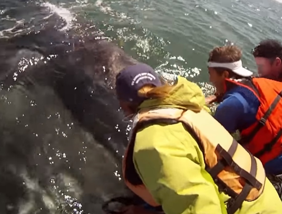 san ignacio lagoon, Oneworldoneocean, Gray Whale, Ocean, GoPro, underwater, whale calf, close encounter, One World One Ocean, whales, IMAX, underwater life, great experience, how cool, amazing journey, best of