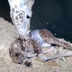 They keep recording this mama giraffe giving birth