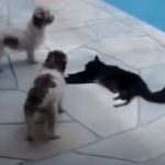 When Dog annoys a bored cat