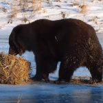 An annoyed Bear was thrown A bale of hay