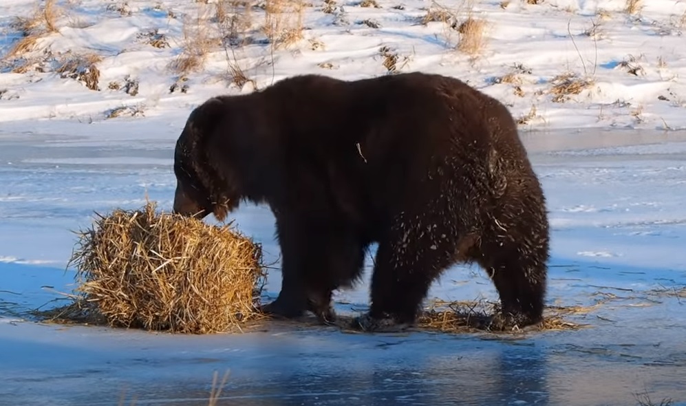 bear, playing, hay, grizzly, funny, alaska, funny bear, brown bear, bear movie, fuuny animal video, viral bear