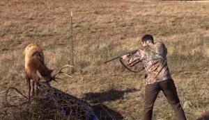 animals, deer, rescue, save, life, helping, accident,