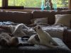 weird cat meow, weird cat sound, cat sound, cat sounds, funny cat meow, funny cat sounds, strange cat meow, cats meow, funny cat, funny cats, broken cat,