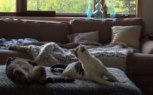 weird cat meow, weird cat sound, cat sound, cat sounds, funny cat meow, funny cat sounds, strange cat meow, cats meow, funny cat, funny cats, broken cat,