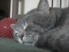 cat, cats, funny, cute, Cuteness, cough, quack, sleep, sneezing, Kitty, Kitten, Kittens, Meow, Pet,