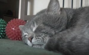 cat, cats, funny, cute, Cuteness, cough, quack, sleep, sneezing, Kitty, Kitten, Kittens, Meow, Pet,