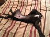 dogs, pets, puppies, puppy, pugs, cute, cute puppies, amazing, wake up, morning, reaction,