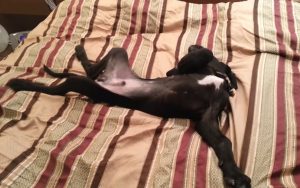 dogs, pets, puppies, puppy, pugs, cute, cute puppies, amazing, wake up, morning, reaction,