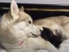 Siberian husky, Husky, Cat, Kitten, Surrogate, Foster, Puppy, Dog, Mother, Tarzan,