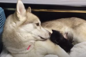Siberian husky, Husky, Cat, Kitten, Surrogate, Foster, Puppy, Dog, Mother, Tarzan,