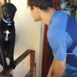 His Owner show Strictness The Dog ask for forgiveness