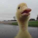 This duckling has a morning ritual that will just melt your heart
