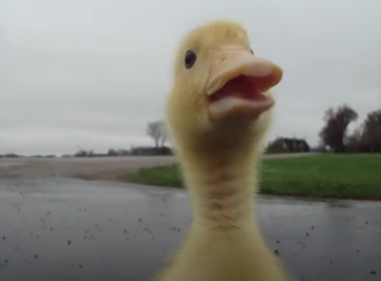 Duck, funny, running duck, rain, Charley, run,morning ritual, funny animals, funny duckling, cute animals, adorable animals, bird, domestic animals,