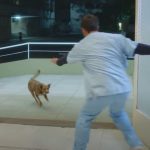 This Dog can’t Leave the hospital until his Owner appears, when they met again… I am fighting back tears!
