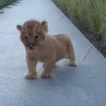 Tiny lion Cub tries to Roar for the First time
