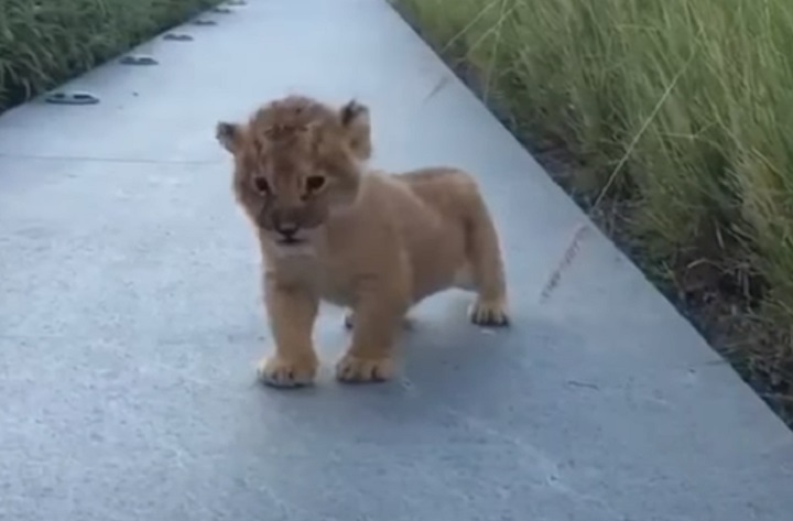 viral,video,roar,roaring,lion cub,tiny cub,tiny lion,baby lion,baby animals,adorable,animals,savage animals,dangerous animals,wild animals,viral video,cute,cute puppies,amazing,most viewed,most shared,most watched