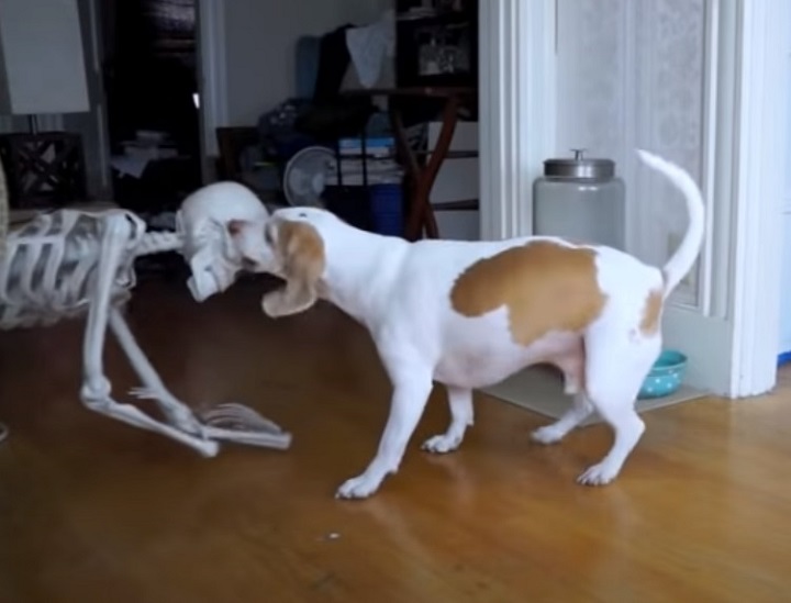 maymo, beagle, dog, dogs, funny dogs, funny dog, funny, skeleton, prank, halloween, halloween prank, dog vs skeleton, dog scared, dog terrified, cute dog,viral video,amazingpandph video,best of,coolest prank,viral post,viral stuff,most viewed,most watched,most shared