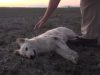 animals, viral, dogs, rescue, save, life, helping, pets, puppy, accident, tar, drenched,
