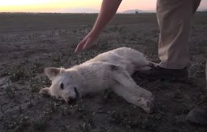 animals, viral, dogs, rescue, save, life, helping, pets, puppy, accident, tar, drenched,