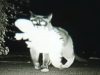 cat, kitty, kitten, funny, comedy, lol, hilarious, FAIL, FTW, reporter, news, blooper, epic, report, local, owned, humor, noob, ownage, Humour, Laughter,