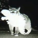 This Cat Frequently Disappears