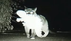 cat, kitty, kitten, funny, comedy, lol, hilarious, FAIL, FTW, reporter, news, blooper, epic, report, local, owned, humor, noob, ownage, Humour, Laughter,
